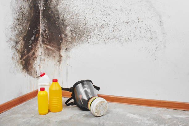 Mold Removal Process in Claysburg, PA