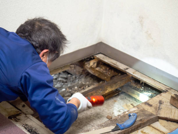 Best Commercial Mold Removal  in Claysburg, PA