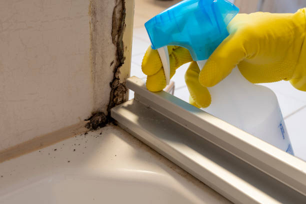 Best Mold Remediation  in Claysburg, PA
