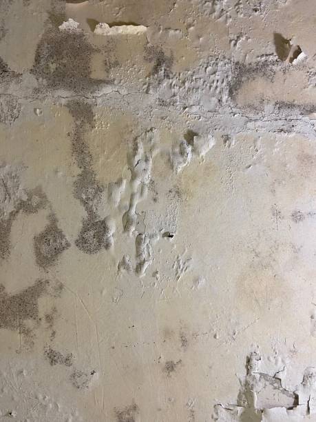 Best Best Mold Removal Companies  in Claysburg, PA