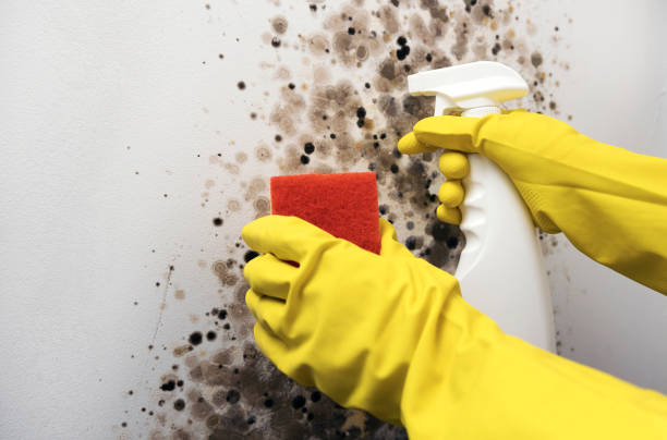 Best Certified Mold Removal  in Claysburg, PA