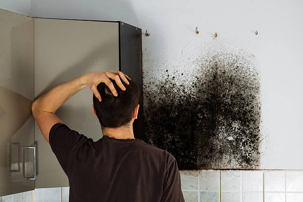 Reliable Claysburg, PA Mold Removal Solutions